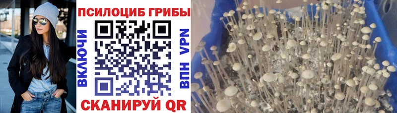 Псилоцибиновые грибы мицелий  Ртищево 